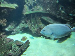 2012_01_19_Aquarium_Saint-Gilles